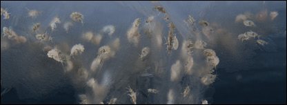 Cust&aacute;ceos amfipodos, o pulgas de mar, en el &Aacute;rtico. (Foto: Shawn Haper / COML)